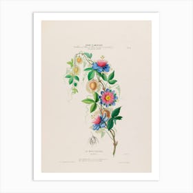 Botanical Illustration Of Flowers Art Print