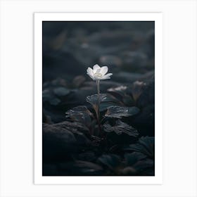 White Flower In The Dark 13 Art Print