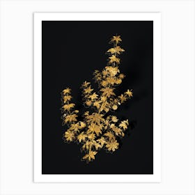 Vintage Madder Leaved Bauera Botanical in Gold on Black n.0115 Art Print