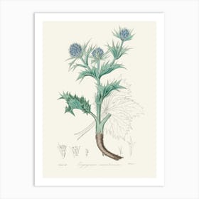 Vintage Botanical John Stephenson and James Morss Churchill Art Print _2731692 Art Print