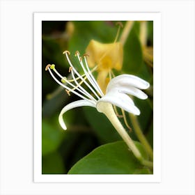 Honeysuckle Art Print