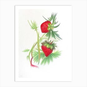 Wild Strawberries, Plant, Pencil Colour Art Print