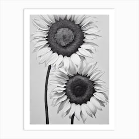 Sunflower B&W Pencil 2 Flower Art Print