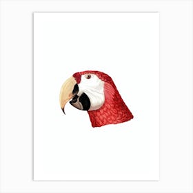 Vintage Scarlet Macaw Head Study Bird Illustration on Pure White Art Print