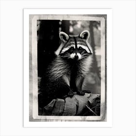 Forest Raccoon Vintage Photography Art Print