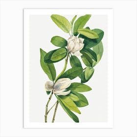 Vintage Botanical Mary Vaux Walcott _2732424 Art Print