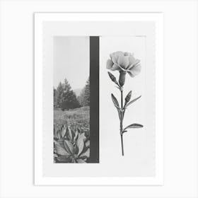 Carnation Flower Photo Collage 3 Art Print