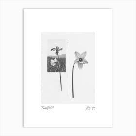 Daffodil Botanical Collage 5 Art Print