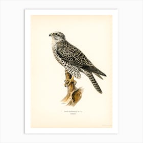 Gyrfalcon, Gyr Falcon Male (Falco Rusticolus), The Von Wright Brothers Art Print
