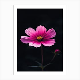 Cosmos Flower 2 Art Print