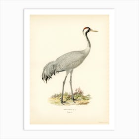 Common Crane (Grus Grus), The Von Wright Brothers Art Print