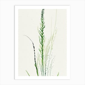 Horsetail Herb Minimalist Watercolour 3 Art Print