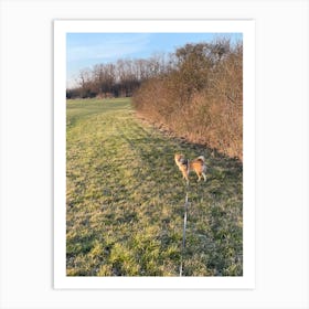 Dog Walking In A Field Art Print