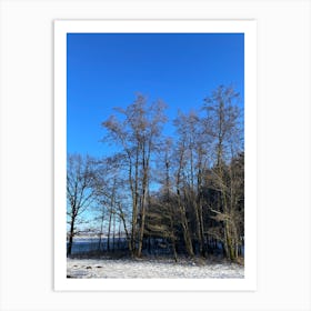 Bare Trees In The Snow Art Print