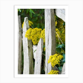 Yellow Flowers On A Fence Art Print