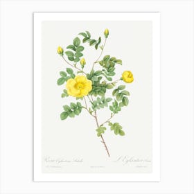Sweetbriar Rose, Pierre Joseph Redoute (2) Art Print
