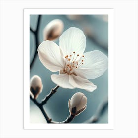 Cherry Blossom Art Print