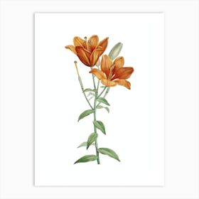 Vintage Orange Bulbous Lily Botanical Illustration on Pure White n.0888 Art Print