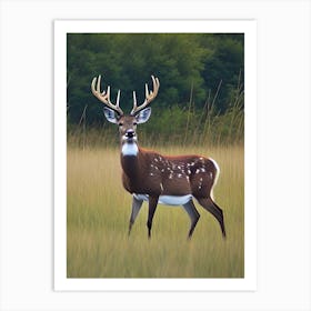 Deer In The Grass Art Print