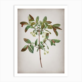 Vintage Honeyberry Flower Botanical on Parchment n.0645 Art Print