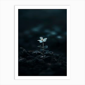 Small White Flower In The Dark Art Print