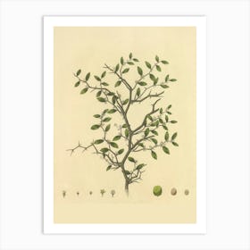 Tree With Leaves And Fruit Art Print