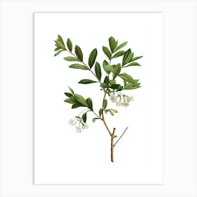 Vintage White Honeysuckle Plant Botanical Illustration on Pure White n.0265 Art Print