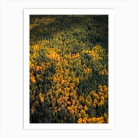 Autumn Trees from Above Art Print