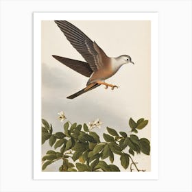 Dove James Audubon Vintage Style Bird Art Print