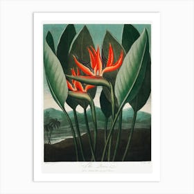 The Queen Plant From The Temple Of Flora (1807), Robert John Thornton Art Print