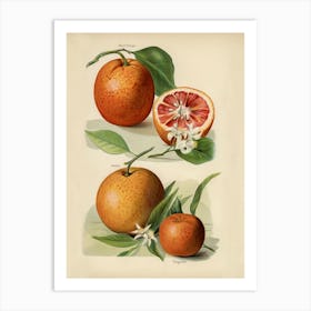 Vintage Illustration Of Orange, John Wright Art Print