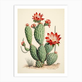 Vintage Cactus Illustration Bunny Ear Cactus 2 Art Print