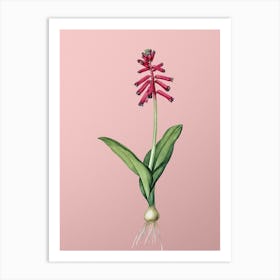 Vintage Lachenalia Pendula Botanical on Soft Pink n.0047 Art Print