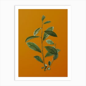 Vintage Grey Willow Botanical on Sunset Orange n.0260 Art Print