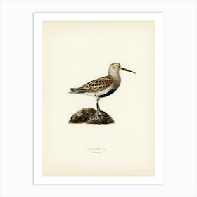 Tringa Alpina (Dunlin), The Von Wright Brothers Art Print