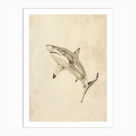 Isistius Genus Shark Vintage Illustration 6 Art Print