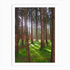 Mossy Forest Art Print