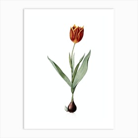 Vintage Tulip Botanical Illustration on Pure White n.0836 Art Print