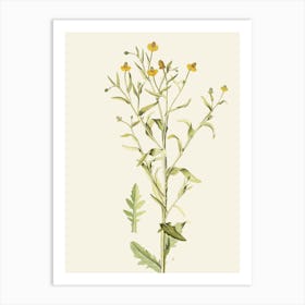 Alyssum Art Print