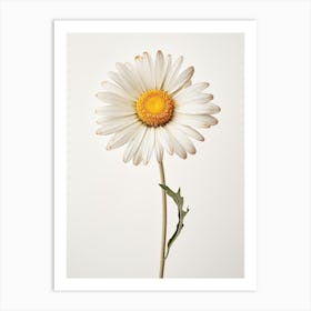 Pressed Flower Botanical Art Daisy Art Print