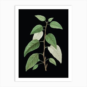 Vintage Balsam Poplar Leaves Botanical Illustration on Solid Black n.0383 Art Print