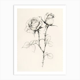 English Rose Black And White Line Drawing 13 Art Print