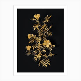 Vintage Hedge Rose Botanical in Gold on Black n.0336 Art Print