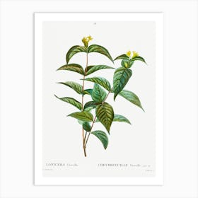 Northern Bush Honeysuckle, Pierre Joseph Redoute Art Print