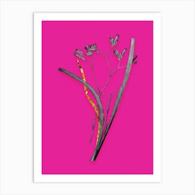 Vintage Anigozanthos Flavida Black and White Gold Leaf Floral Art on Hot Pink n.0863 Art Print
