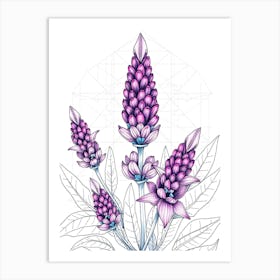 Lavendula Angustifolia - Illustration Affiche