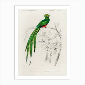 Pavonine Quetzal (Pharomachrus Pavoninus), Charles Dessalines D' Orbigny Art Print