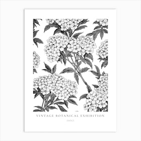 Statice B&W Vintage Botanical Poster Art Print