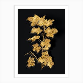 Vintage Redcurrant Plant Botanical in Gold on Black Art Print