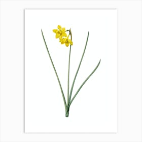 Vintage Narcissus Odorus Botanical Illustration on Pure White n.0379 Art Print